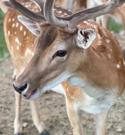 Hotell Landgasthof Zur Erholung 2*