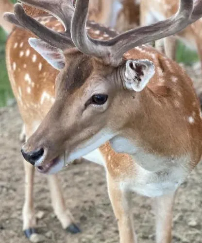 酒店 蓝哥祖尔荣酒店 2*